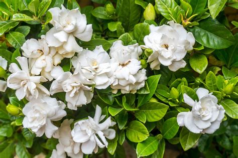 southern gardenia plant care.